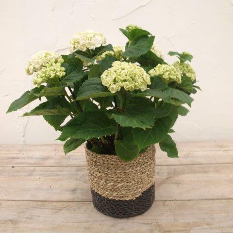 Hortensia met mand